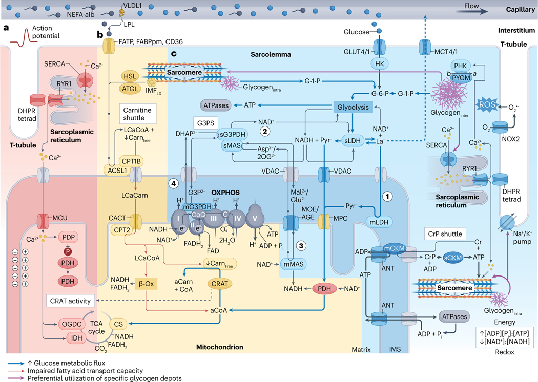 Fig. 2 |