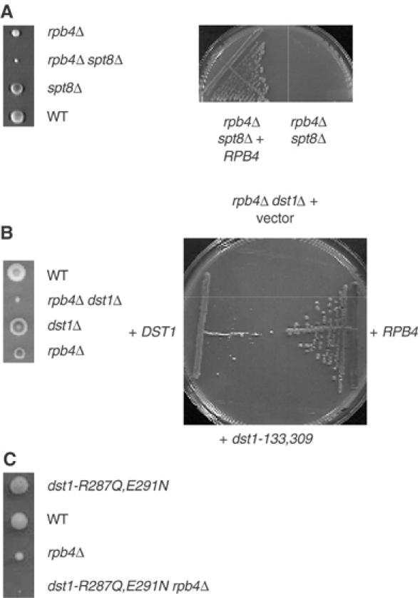 Figure 5