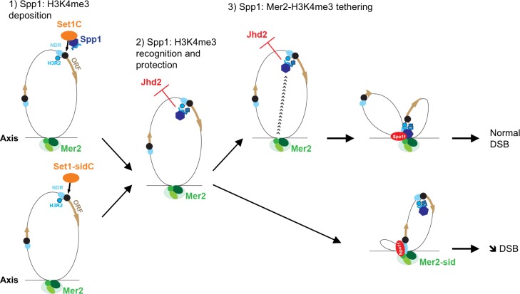 Fig 7