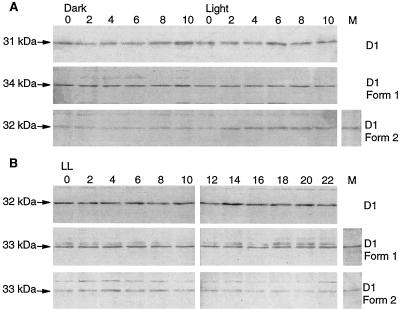 FIG. 7