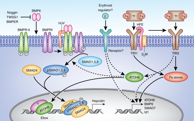 Figure 6