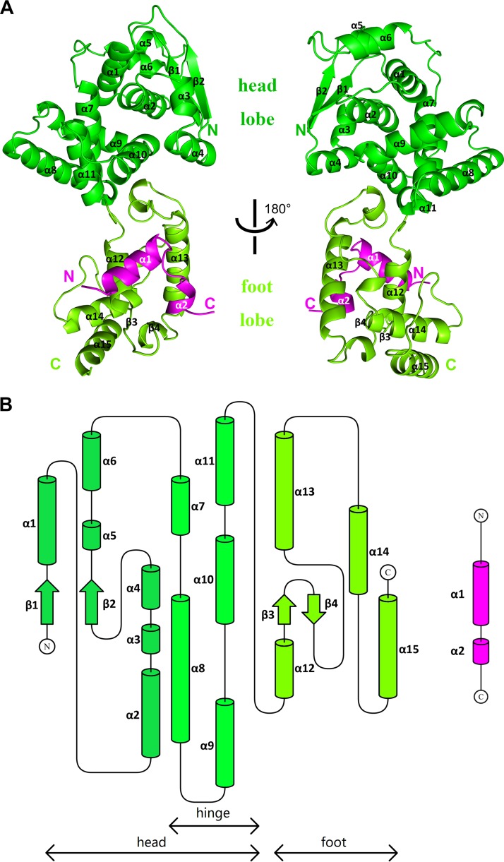FIG 2