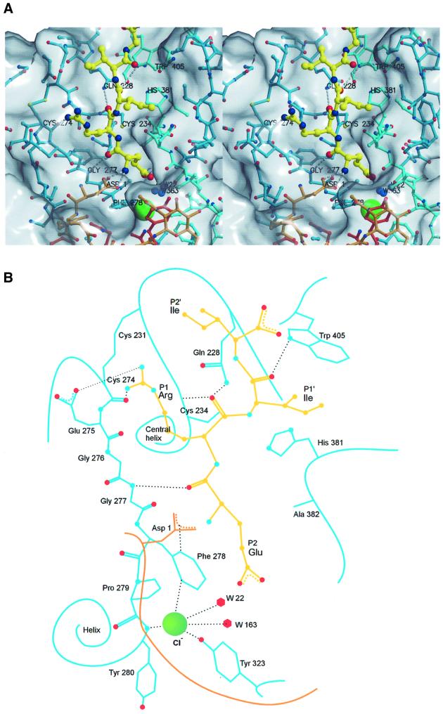 Structure of human dipeptidyl peptidase I (cathepsin C): exclusion ...