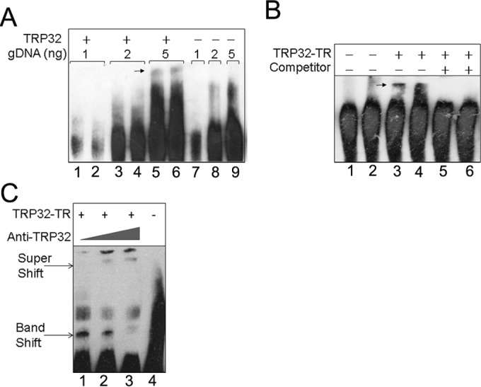 FIG 5