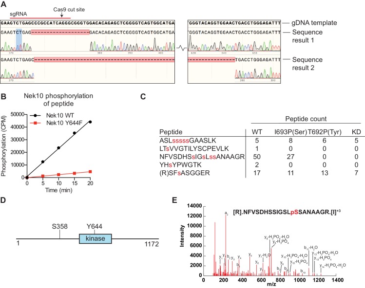 Figure 5—figure supplement 1.