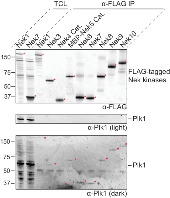 Figure 7—figure supplement 1.