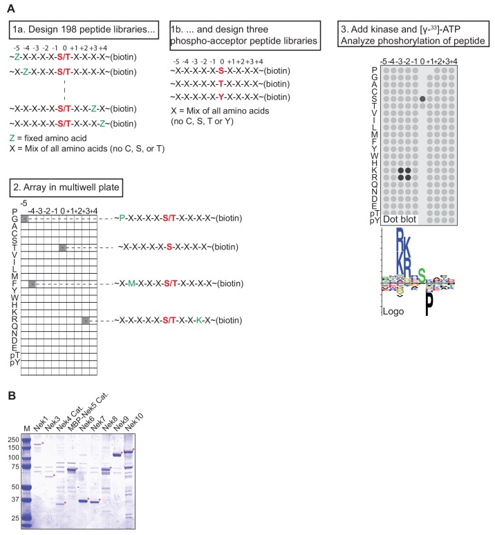 Figure 1—figure supplement 1.