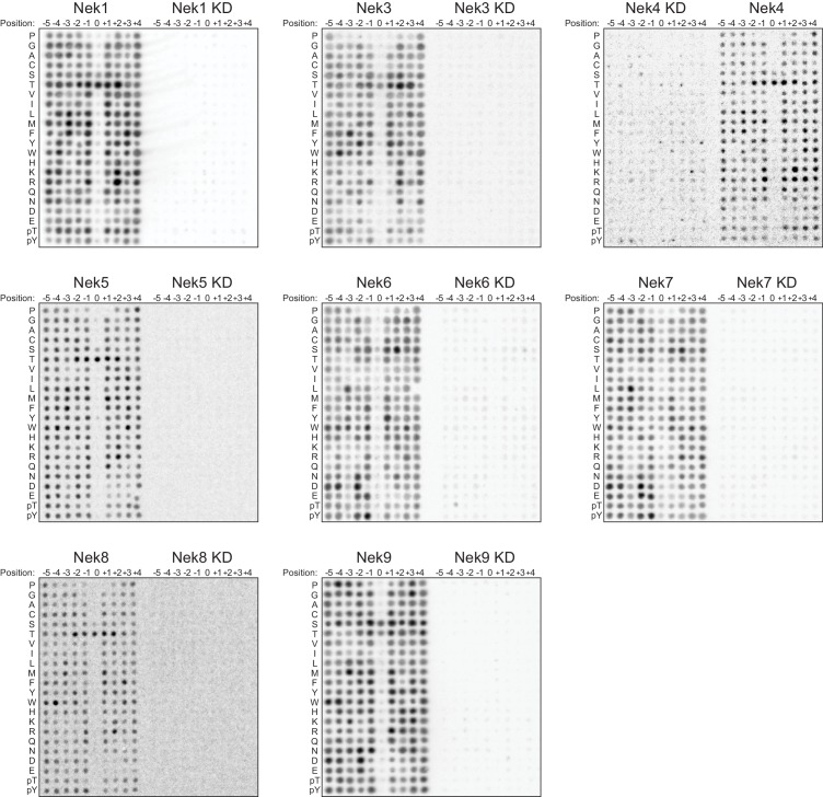 Figure 1—figure supplement 2.