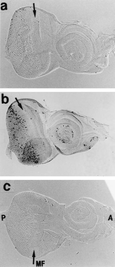 FIG. 6