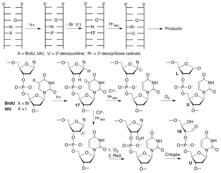 Scheme 10