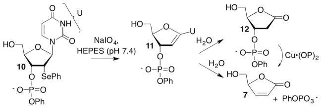 Scheme 7