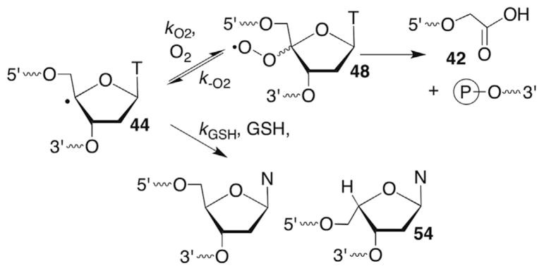 Scheme 25