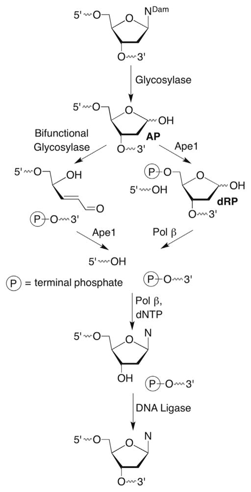 Scheme 8