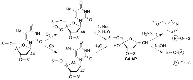 Scheme 20