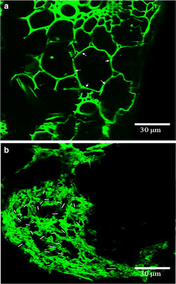 Fig. 4