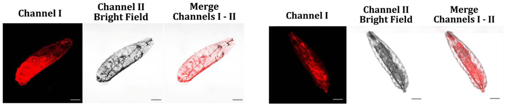 Fig. 13