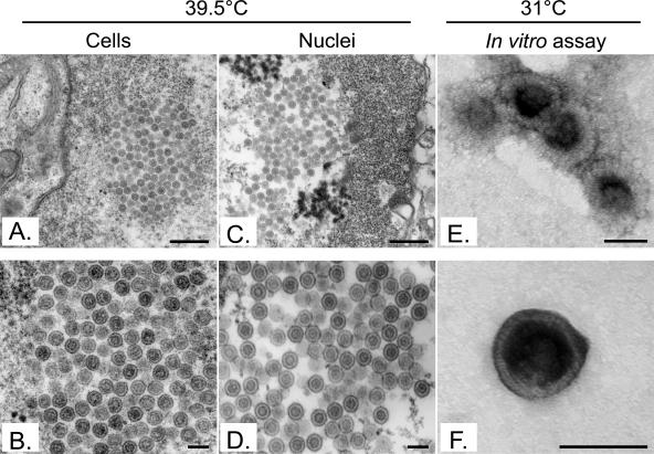 FIG. 10.