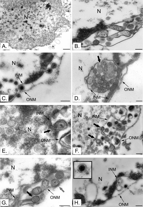 FIG. 8.