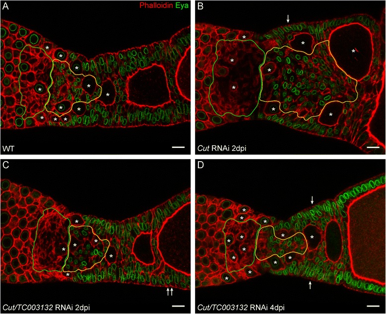 Fig. 7