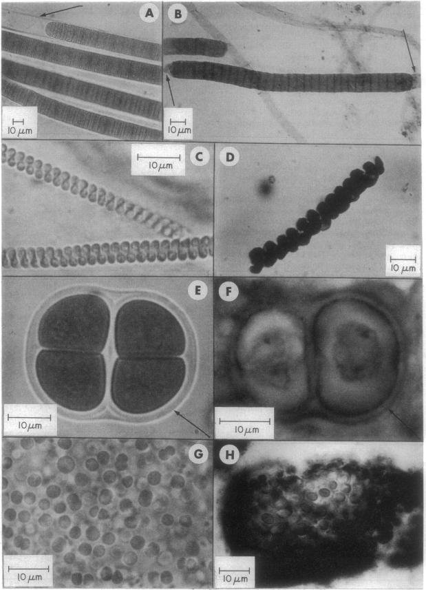 graphic file with name pnas01137-0032-a.jpg