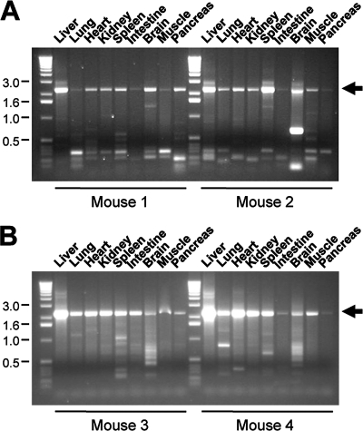 FIG. 11.