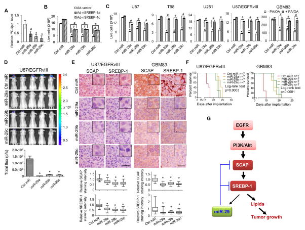 Feedback Loop Regulation of SCAP/SREBP-1 by miR-29 Modulates EGFR ...