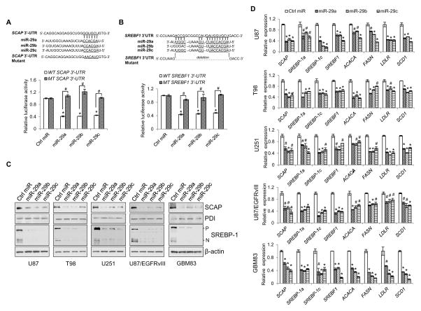 Feedback Loop Regulation of SCAP/SREBP-1 by miR-29 Modulates EGFR ...