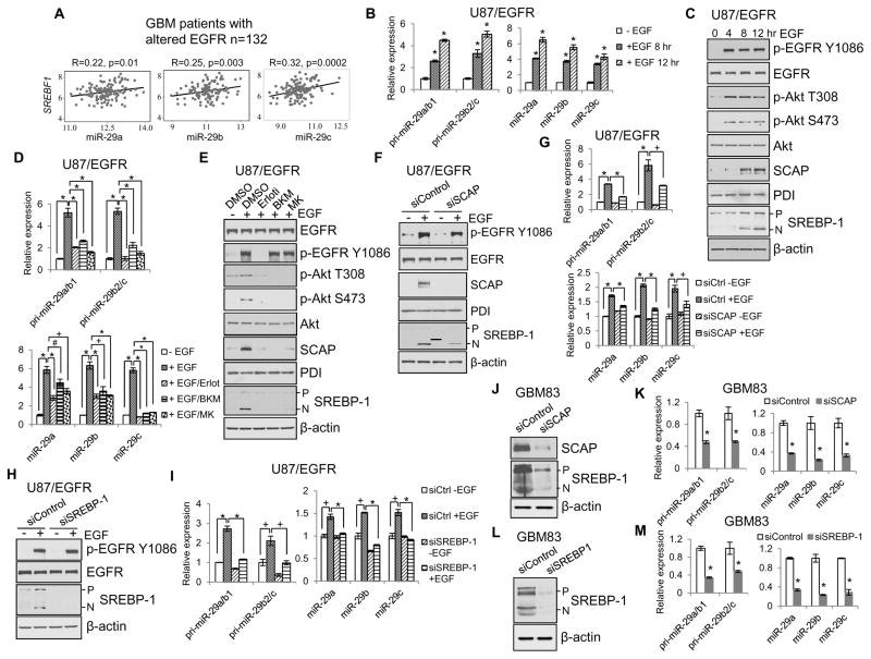 Feedback Loop Regulation of SCAP/SREBP-1 by miR-29 Modulates EGFR ...