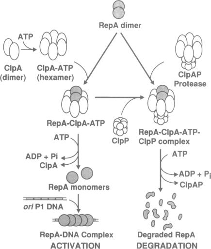 graphic file with name pnas01147-0463-a.jpg