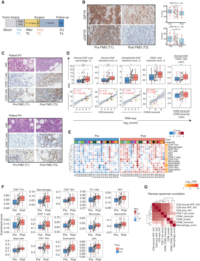 Figure 3. The fasting-mimicking diet (FMD) reshapes intratumor immunity in patients with breast cancer. A, Time points of blood and tissue sample collection in the DigesT trial (NCT03454282). T1, initiation of the FMD; T2, end of the FMD; T3, surgery; T4, approximately 30 days after surgery. B, Left, IHC evaluation of intratumor IGFR1 and phosphorylated IGFR1 (pIGF1R; brown dots) in pre- and post-FMD tumor samples from one indicative patient (magnification of 200×). B, Right, Box plots showing results of IHC analyses (reported as H-score) of IGF1R and pIGF1R in matched pre- and post-FMD tumor samples in 18 patients enrolled in the DigesT trial (NCT03454282). All P values for the indicated comparisons were determined by paired Wilcoxon test: *, P < 0.05; **, P < 0.01; ***, P < 0.001; ****, P < 0.0001. Box plots indicate median values, with the boundaries of the rectangle representing the first and third quartiles, while vertical black lines extend to the extreme data points that are no more than 1.5 times the interquartile range. Each red dot represents one patient; couples of plots connected by the same black line refer to the same patient before and after the FMD. C, Representative images of hematoxylin and eosin staining (H&E) and IHC evaluations of intratumor CD8+ T cells and CD68+ macrophages in pre-FMD (T1) and post-FMD (T3) tumor samples from two representative patients (magnification of ×200). D, Top plots, box plots showing the IHC quantification of percentage (area) and absolute average numbers (per high-power field; HPF) of intratumor stromal CD8+ cells, absolute average number (per HPF) of intraepithelial CD8+ cells, absolute average number (per HPF) of CD68+ macrophages, and the ratio between stromal CD8+ cells (absolute average number per HPF) and CD68+ macrophages (absolute average number per HPF) in pre-FMD versus post-FMD tumor specimens. Box plot showing the CD8A/CD68 transcript ratio in post-FMD as compared with pre-FMD tumor specimens. Box plots indicate median values of the frequencies of each immune cell population/gene transcript, with the boundaries of the rectangle representing the first and third quartiles, while vertical black lines extend to the extreme data points that are no more than 1.5 times the interquartile range. Each red dot represents one patient; couples of dots connected by the same black line refer to data from the same patient pre- and post-FMD. *, P < 0.05; **, P < 0.01; ***, P < 0.001 by paired Wilcoxon test for the indicated comparisons. D, Bottom plots, correlation between CD8+ T cells by IHC and CD8A gene expression, and between CD68+ macrophages by IHC and CD68 gene expression; box plot showing the CD8A/CD68 transcript ratio in post-FMD as compared with pre-FMD tumor specimens. E, Heat map displaying scores of enrichment of leukocyte subsets (XCell, Charoentong list) that are differentially modulated after the FMD [T3 vs. T1, paired Wilcoxon test, P < 0.05, Benjamini–Hochberg (B-H) false discovery rate (FDR) < 0.1]. aDC, activated DCs; CD4+ and CD8+ Tcm: CD4+ and CD8+ central memory T lymphocytes; NKT, natural killer T cells; pDC, plasmacytoid dendritic cells; Tem, effector memory T lymphocytes. F, Box plots representing scores of individual leukocyte subsets modulated in post-FMD versus pre-FMD tumor specimens. G, Matrix correlation displaying Spearman correlation coefficients between RNA-seq data (CD8A and CD68 transcripts, CD8+ T-cell, and Macrophage enrichment scores), and IHC assessment of CD8+ T cells and CD68+ cells.