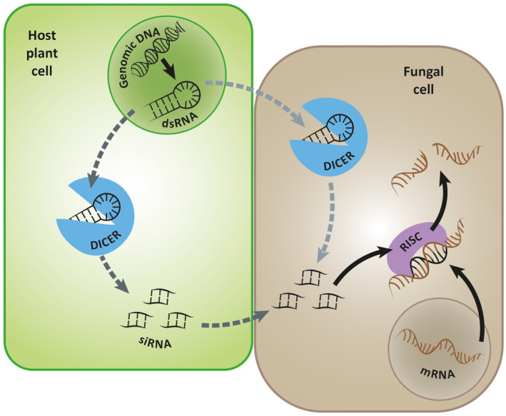 FIGURE 2