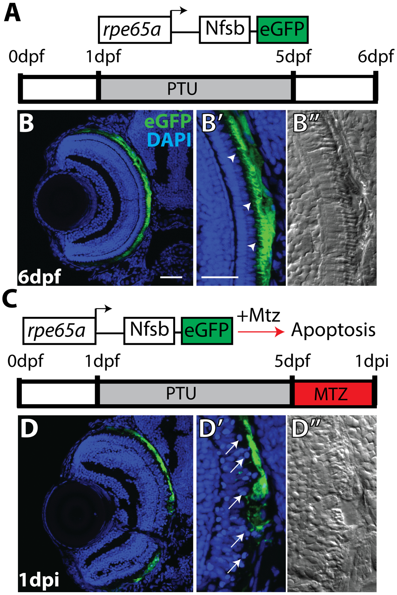 Figure 4.