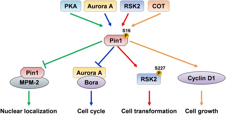 FIGURE 2