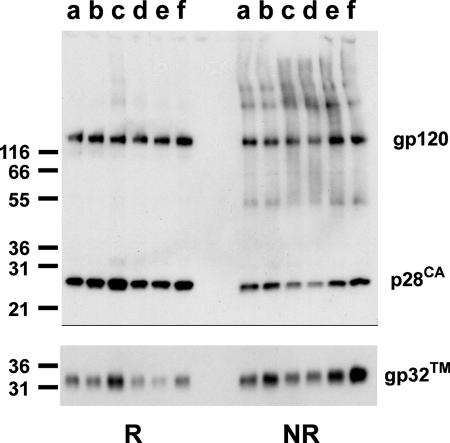 FIG. 7.