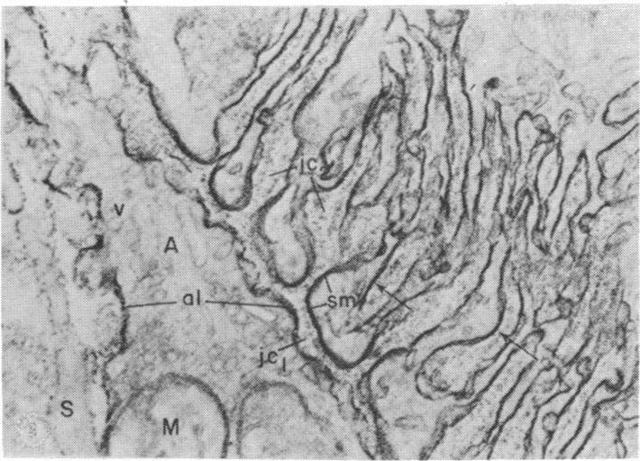 graphic file with name pnas00670-0091-a.jpg