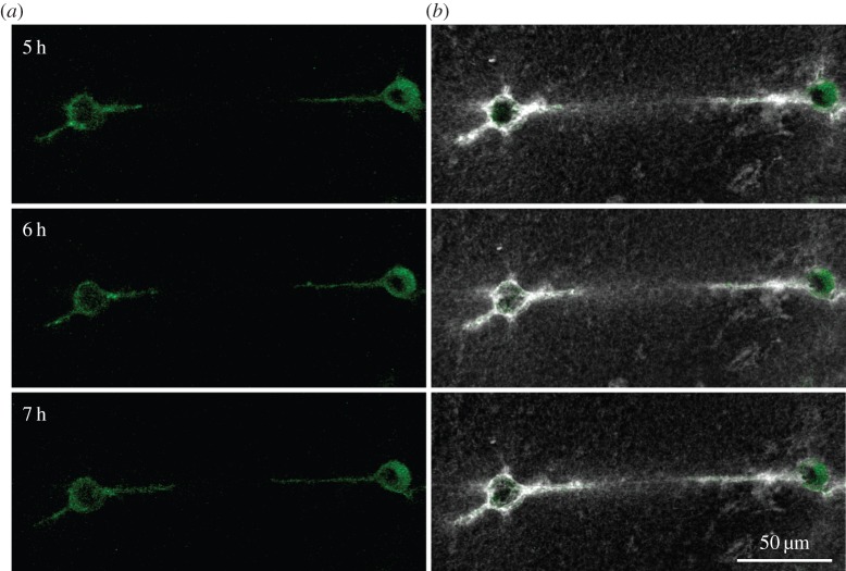 Figure 5.