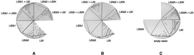 FIGURE 2.