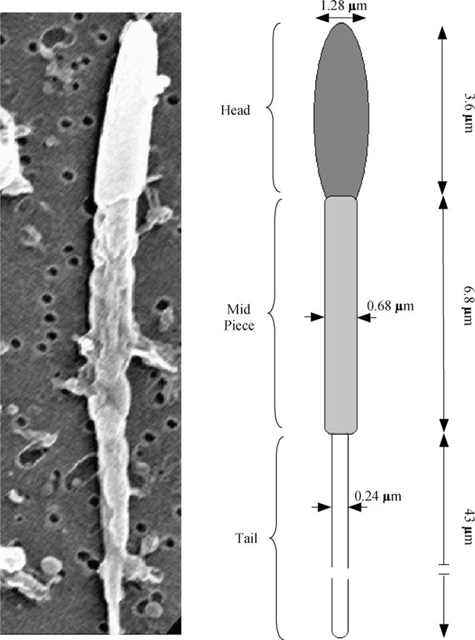 Fig. 2