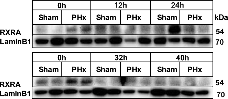 Supplemental Figure S1