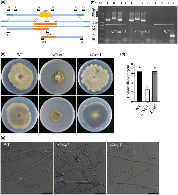 FIGURE 2