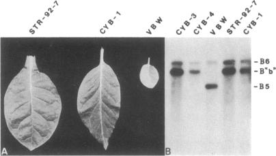 graphic file with name pnas00345-0198-a.jpg