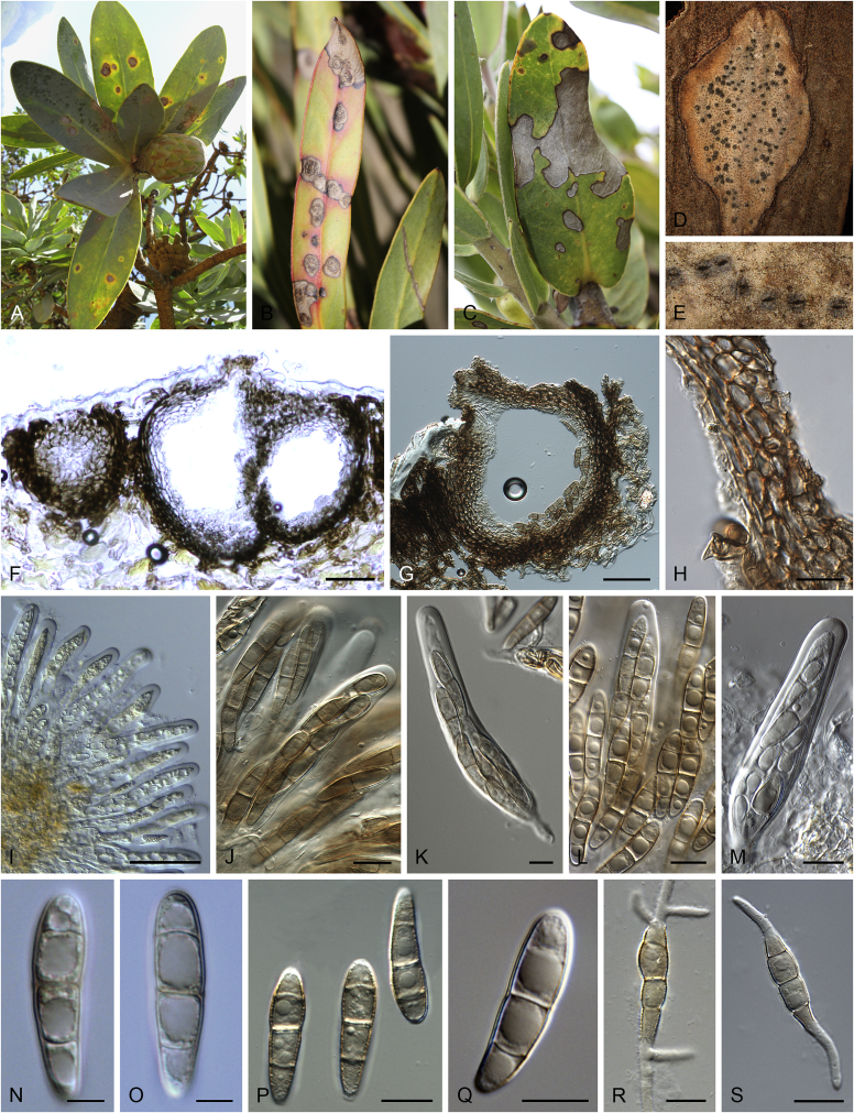 Fig. 18