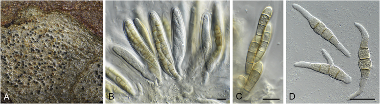 Fig. 19