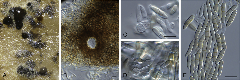 Fig. 27