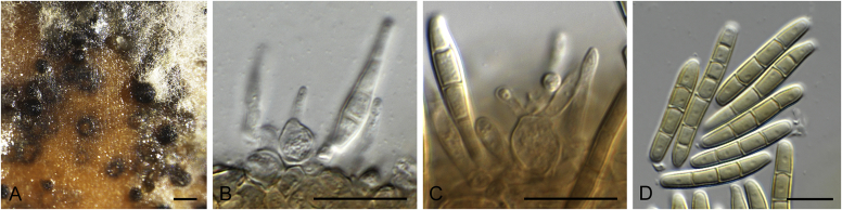 Fig. 70