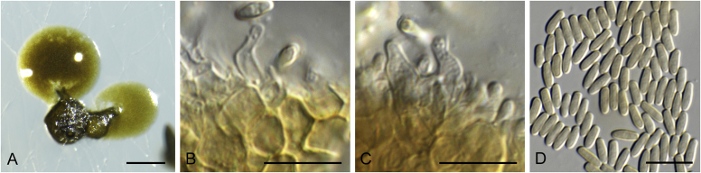 Fig. 31