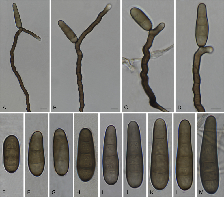 Fig. 55