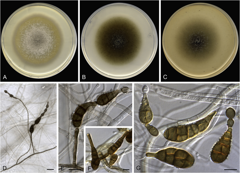 Fig. 12