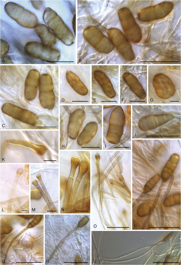 Fig. 79