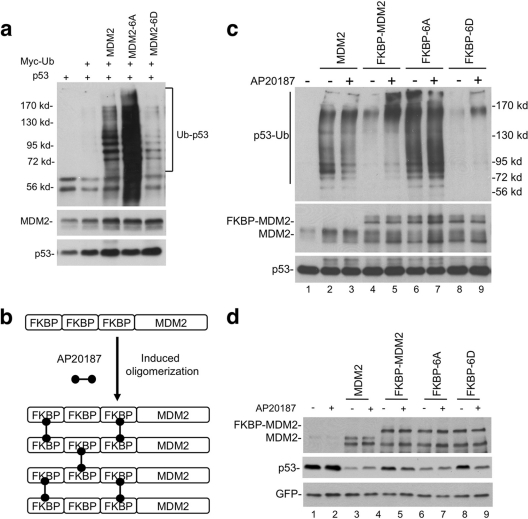 Fig. 7.